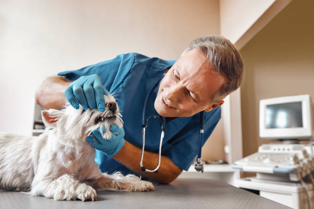 Best After-Hours Emergency Dentist in Easley, SC